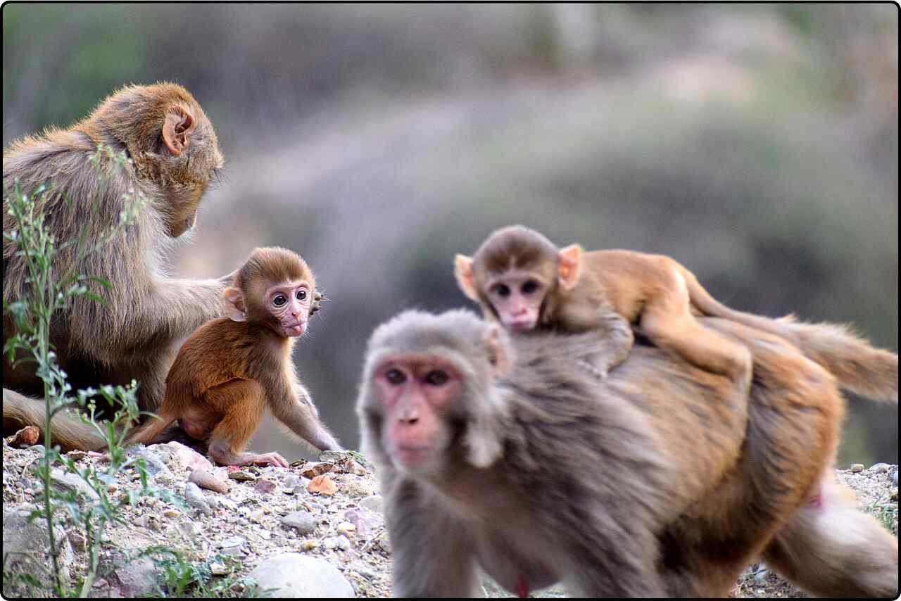 Several monkeys gathered together in a playful social setting.